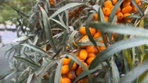 Быстрый способ сбора облепихи