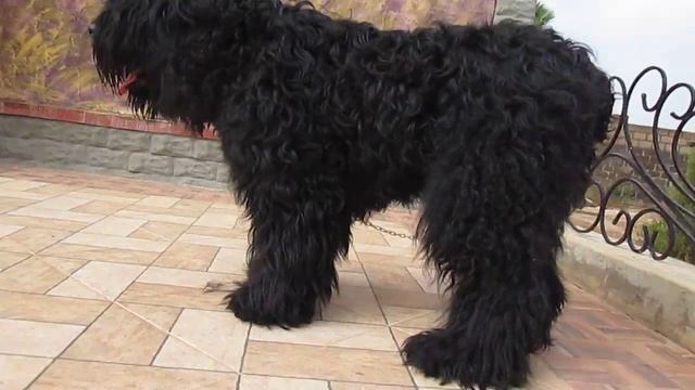 PETLOVE- Black Russian terrier смотреть онлайн