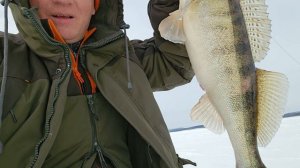 Здоровый судак на шару