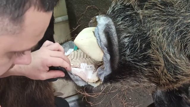 Таксидермия-кабан ч4 смотреть онлайн