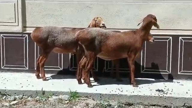 БОМБЕЗНЫЕ АРАШАНКИ НА ПЛЕМЯ ПО ОПТИМАЛЬНОЙ ЦЕНЕ 0777959547 смотреть онлайн