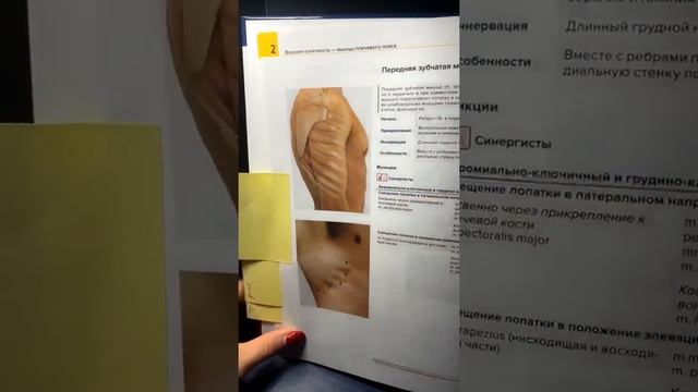 ЭФИР "Скандинавская ходьба и пояс верхних конечностей" смотреть онлайн