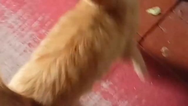 Кот крутится возле ног за кусок колбасы смотреть онлайн