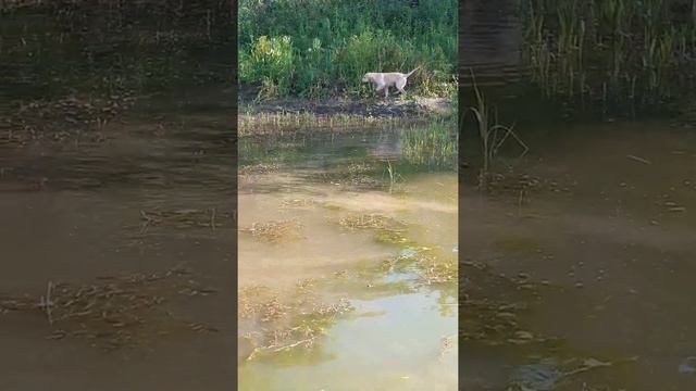 Любимое занятие лабрадора
