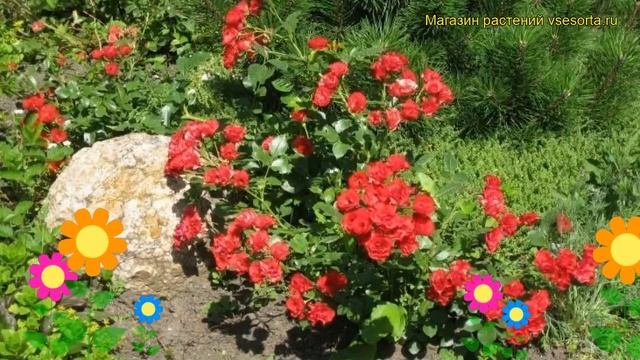 Роза почвопокровная Скарлет Мейдиланд. Краткий обзор, описание характеристик Scarlet Meidiland смотреть онлайн