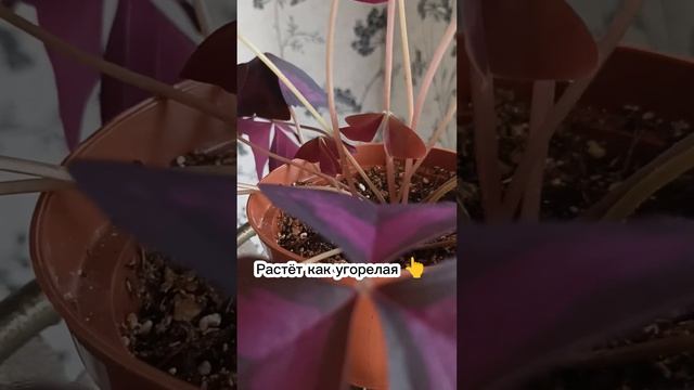 Посадила 5 недель назад, и уже на цветы любуюсь: кислица (оксалис) треугольная смотреть онлайн