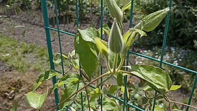 Клематис Бьютифул Брайд . Clematis Beautiful Bride .
