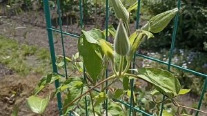 Клематис Бьютифул Брайд . Clematis Beautiful Bride .