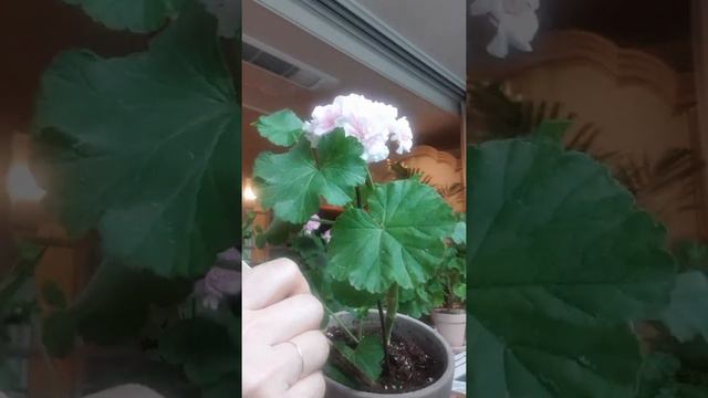 25.  오월 제라늄 '루드윅스 버그 플레어'를 단정하고 시원하게 Ludwigsburg Prayer