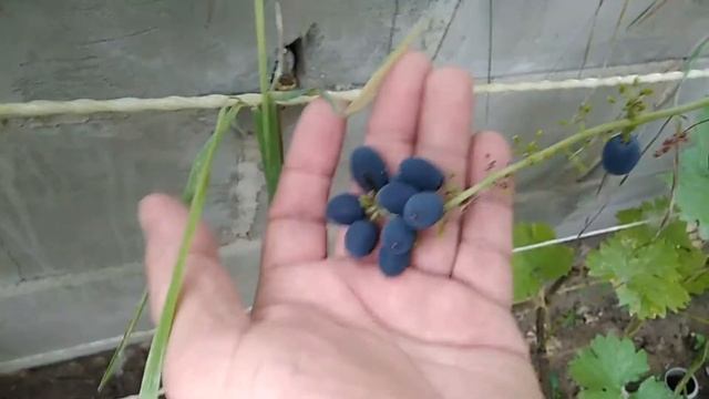 Созрел виноград Синий ранний смотреть онлайн