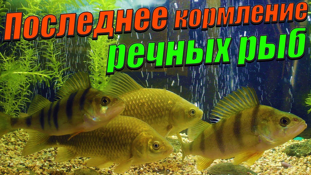 Последнее кормление диких окуней и карасей в аквариуме. смотреть онлайн