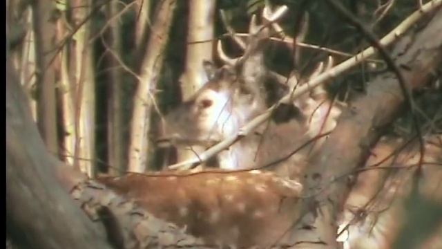 Лосиный Остров. Пятнистые олени весной. смотреть онлайн