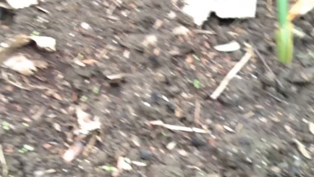 ШПАРГАЛКА САДОВО-ОГОРОДНЫХ ДЕЛ НА СЕНТЯБРЬ смотреть онлайн