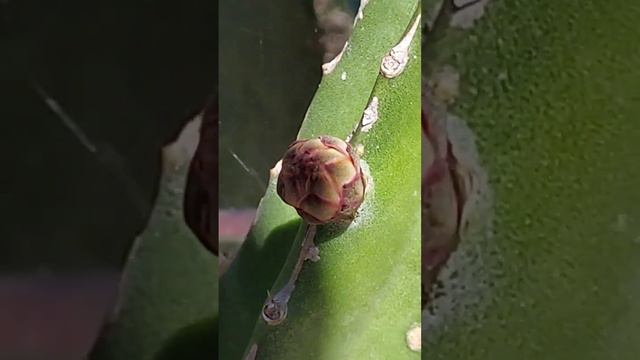 SEPTEMBER DRAGON FRUIT BUDS / Lots of Varieties смотреть онлайн