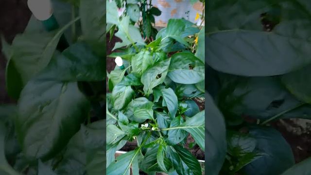 Как навредить слизню смотреть онлайн