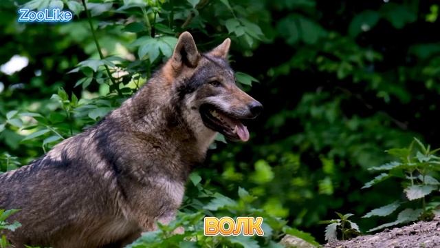 КАК ГОВОРИТ ВОЛК / ВОЙ ВОЛКА ?
#волк #вой_волка #звуки_животных смотреть онлайн