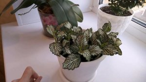 Фиттония обзор растения Уход в домашних условиях