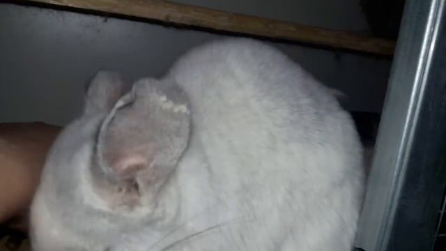 Почему Шиншиллы Ругаются и Деруться! Как их помирить!) Why Chinchilla Cussing and Fighting! смотреть онлайн