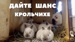 Окрол после прохолостов