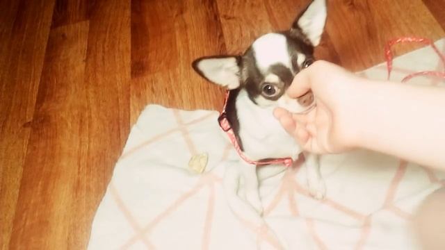 Учебник по Творчеству