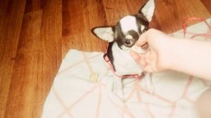 Как одеть на собаку шлейку