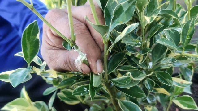 Plant Marcotting|Halamanan ni Cesar| Adenium Collection| Variegated Calamansi смотреть онлайн