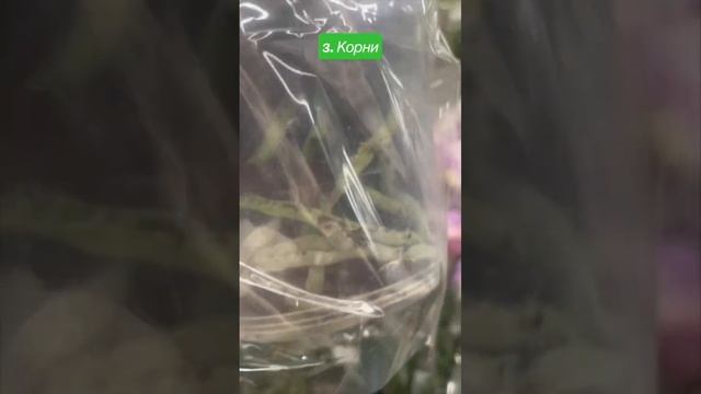 73. Как правильно выбирать орхидею при покупке в магазине ?! #ЦветыОрхидеи смотреть онлайн