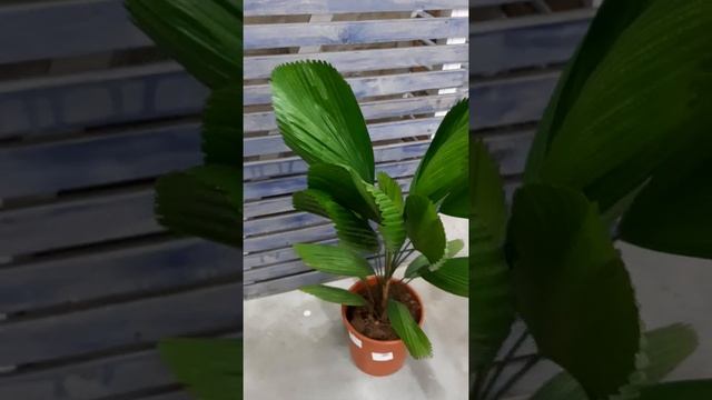 Пальма комнатная Ликуала