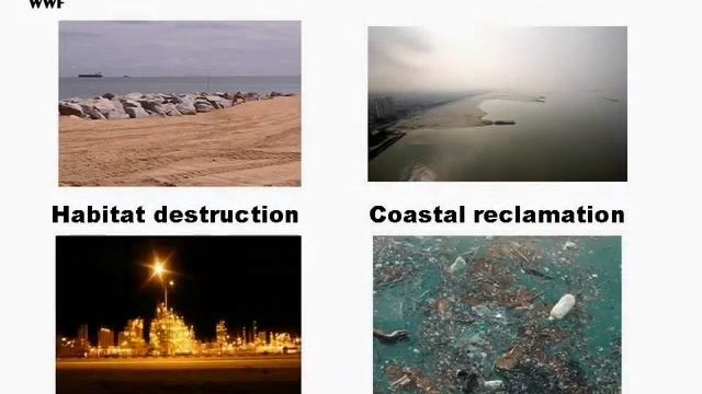 Save Turtle in Trouble смотреть онлайн