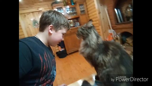 Любите животных и они будут любить вас: Я бьюсь головой об голову с котом ВИКИНГОМ!!!!! смотреть онлайн