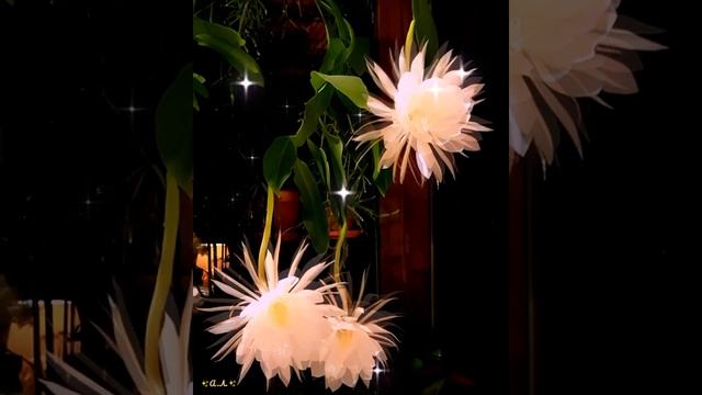 Чудесный Цветок Кактуса "Королева Ночи"??? | #shorts #shortvideo #short #цветы #интересное |? смотреть онлайн