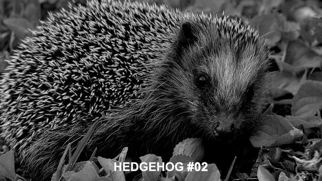 HEDGEHOG SOUNDS | Sound Effects [High Quality] смотреть онлайн