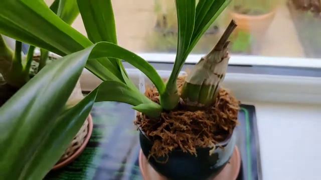 Grammatocymbidiums - some information. Not all, just some. смотреть онлайн