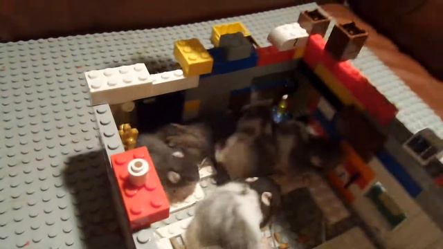 Полный сбор 🐹🐹🐹🐹 в лего домике!!!#хомяк #лего смотреть онлайн
