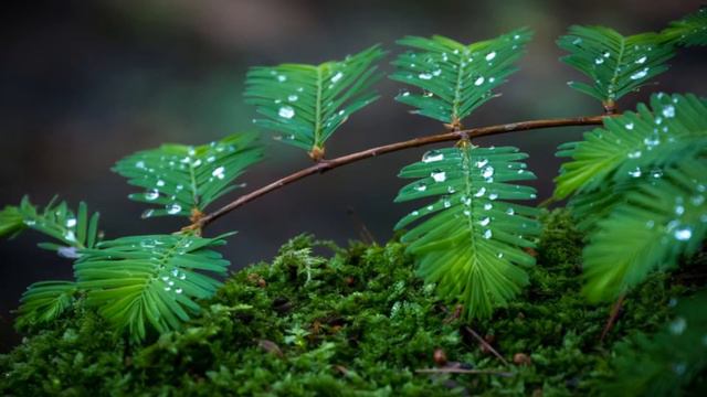 Fender Jaguar HH/ Vox AC15c1 (Spring 1) смотреть онлайн