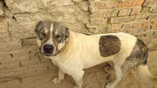 Весенняя обработка собак от паразитов. смотреть онлайн