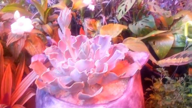 #miecheveriapreferida mi echeveria favorita echeveria shaviana смотреть онлайн