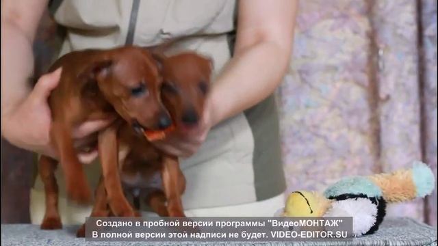 Две рыжих девочки из М-помета смотреть онлайн