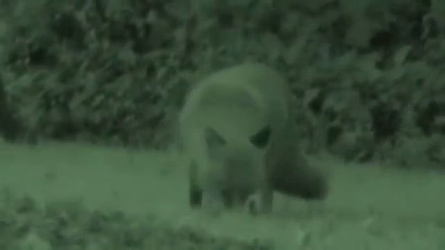 Foxes Filmed With Infrared Night Mode on Panasonic HC-W850 смотреть онлайн