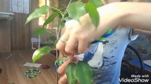 ОБРЕЗКА ФИКУСА БЕНДЖАМИНА. Лайфхаки, основы. Супер метод. БОНСАЙ