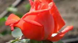 РОЗА ТРОПИКАНА 034