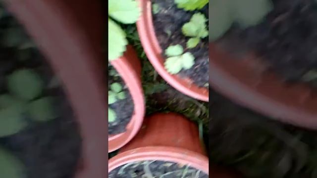 Земляника из семян "Руяна" 10 мая, скоро некоторые зацветут смотреть онлайн