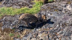 СЕРВАЛ РЫБОЛОВ