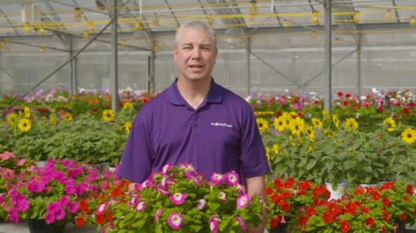 FotoFinish® Petunia Finishing Tech Tips