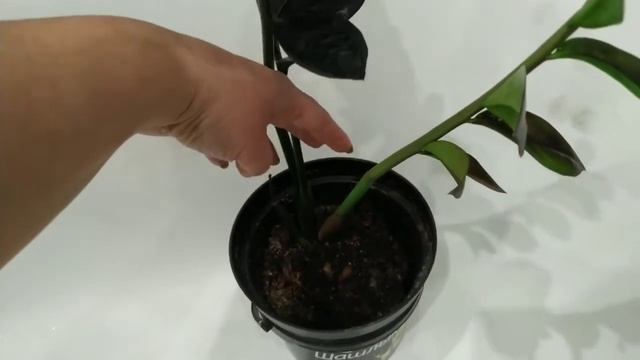 #замиокулькас черный с листика. смотреть онлайн