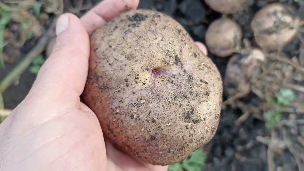 старинный сорт картофеля СИНЕГЛАЗКА и новый сорт ААЛЯСКА смотреть онлайн