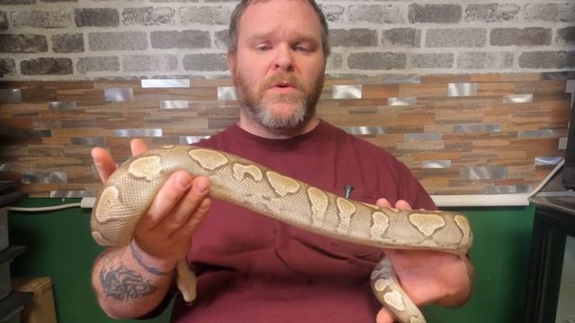 The right Ball for you - Which ball python should you get? смотреть онлайн