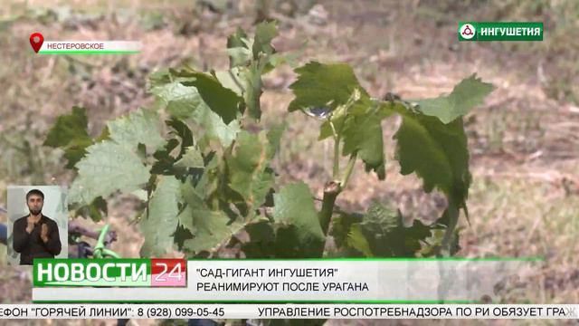 Сад - гигант Ингушетия  реанимируют после урагана.