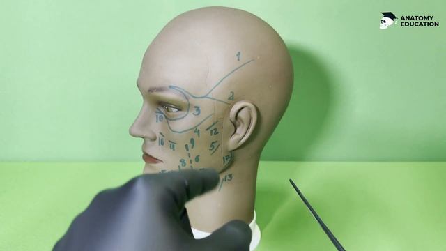 Нитевой лифтинг — анатомия для косметологов смотреть онлайн