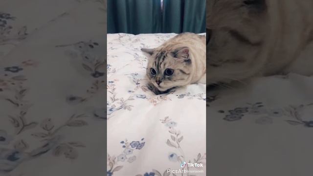 ПРИКОЛЫ С КОТАМИ И СОБАКИ 2021 / ПРИКОЛЫ С ЖИВОТНЫМИ 😺🐶 САМЫЕ СМЕШНЫЕ ЖИВОТНЫЕ / ПРИКОЛЫ 2021 #1 смотреть онлайн